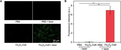 Chlorin e6-modified iron oxide nanoparticles for photothermal-photodynamic ablation of glioblastoma cells